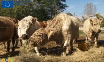 Инвестиции в сектор Животновъдство