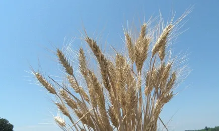 Поредни обрати на борсите в Чикаго и Париж