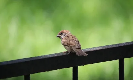 Първи резултати от зимното преброяване в Германия