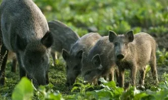 Ловният сезон за диви свине в Русе ще бъде открит