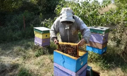 От 8 до 22 февруари отварят прием по пчеларските интервенции