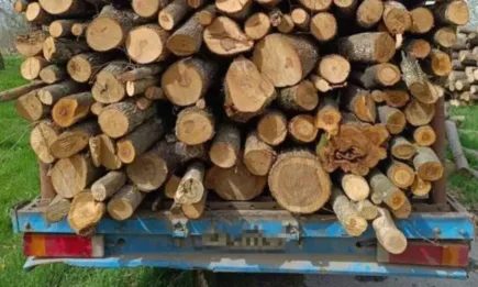 Горски инспектори от РДГ-Русе задържаха незаконно добита дървесина