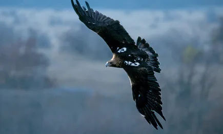 Овчар откри ранен орел и реагира светкавично