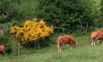 Швейцарците предпочитат местни животински продукти