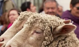 Овце превзеха испанската столица Мадрид