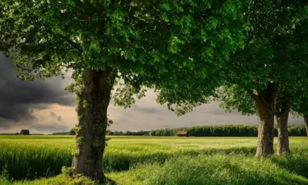 Чести и повсеместни валежи