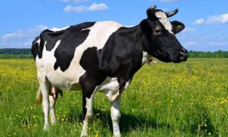 Предстои изложение на елитни български говеда