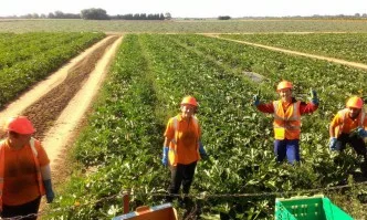 Австралия търси сезонни работници в агросектора