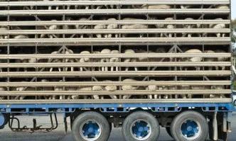 По-строги наказания за нарушения при транспорта на животни