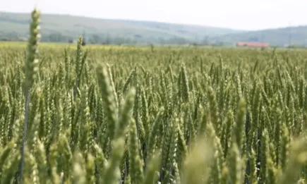 Зърнената реколта на Украйна ще се свие с 10%