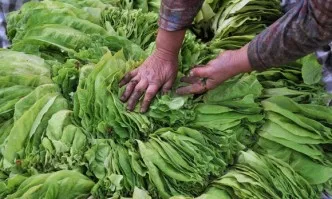 Производителите на тютюн очакват да приберат над 6000 т от ориенталските сортови групи