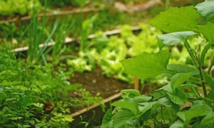 Предстои третото издание на ЕС наградите за органични продукти