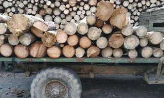 Служители на ИАГ задържаха два товарни автомобила с незаконна дървесина