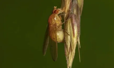 САЩ спряха вноса на испански пипер заради дрозофила