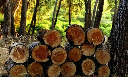 За една седмица служителите в регионалните дирекции по горите са извършили 4350 проверки