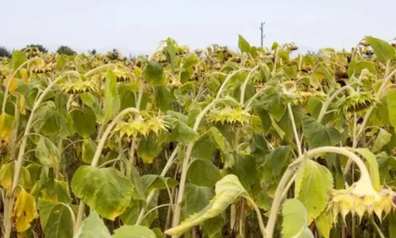 Важно за кандидатите подали заявления по извънредната финансова помощ за слънчоглед