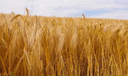 Милиони тонове зърно са блокирани в Украйна