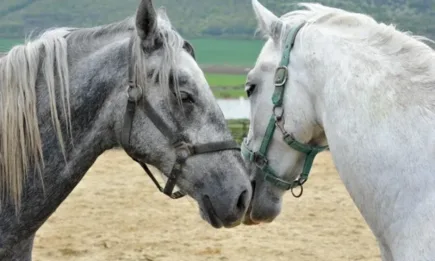 В Конете на България: Кой може да се похвали с 1000 години чистопородно коневъдство