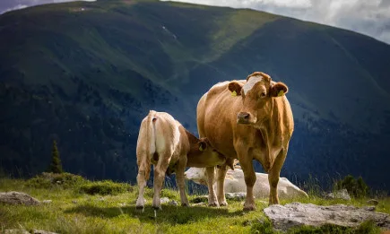 554 проекта по подмярка 4.1 Инвестиции в земеделски стопанства от ПРСР 2014 -2020 г. са одобрени