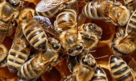 Четири основни причини за смъртността на пчелните семейства