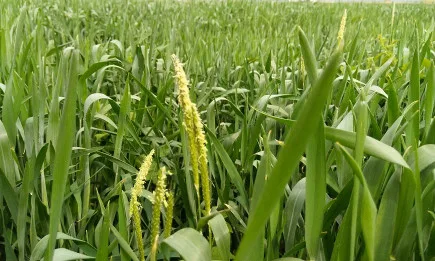 Седмична агрометеорологична прогноза 07-13.05.2021 г.