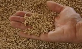 Ранкона – водещ обеззаразител за житни култури