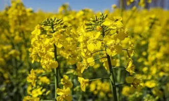 Биостимулатори и ефективна растителна защита в рапица