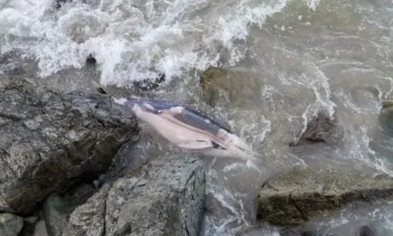 Съвместна акция на инспектори на ИАРА, граждани и представители на отдел Опазване на околната среда към Община Поморие