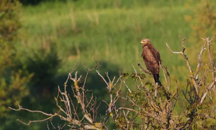 Конкурс за рисунка се фокусира върху опазването на малкия креслив орел
