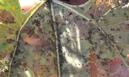 Отново се очаква нападение от ливадна пеперуда