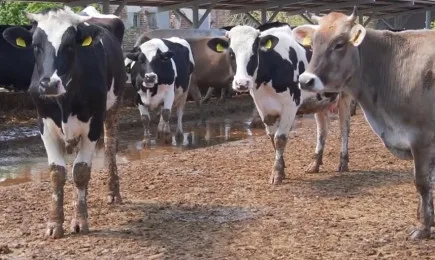 Модерни решения и породисти животни в Тракийския университет