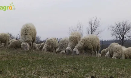 Д-р Диляна Попова, гл. експерт на АМБ: Приветстваме помощта, която държавата отпуска на кланиците по de minimis