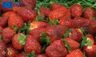 Безопасността на храните е сред приоритетите на ЕС