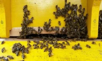 Съвместна информационна среща - семинар на НССЗ и ССА на тема: Медосбор и подготовка на пчелните семейства за зазимяване