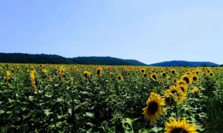 МЗХ подготвя втори пакет финансова помощ за производителите на слънчоглед