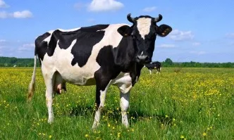 Нова държавна помощ за животновъдите