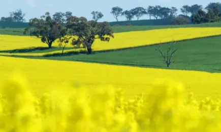 Рапицата стартира деня с голям спад в цената си