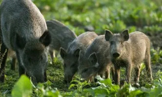 Издадени са заповеди за забрана на достъпа до горските територии на РДГ Русе, Смолян и София