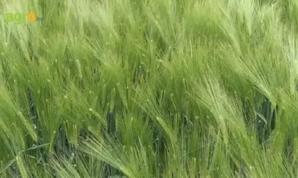 Нови сортове пшеница и ечемик и специални селекции междинни култури на SAATEN UNION от Суммит Агро