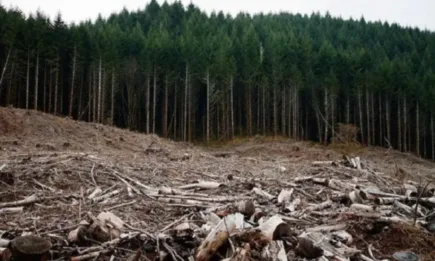Парламентът ще приеме нов закон за спиране на продажбата в ЕС на продукти, причиняващи обезлесяване