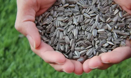 Спад в цената си бележат пшеницата и царевицата на световните борси