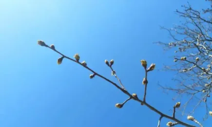 Средноденонощните температури отново да бъдат над климатичните норми