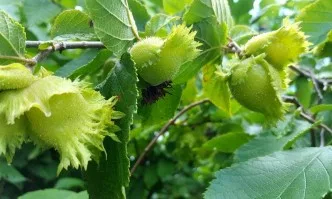 Лешникопроизводството в България - състояние, проблеми, възможности за развитие