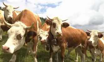 Животновъдите получиха над 4,3 млн. лева по две от схемите за обвързано подпомагане