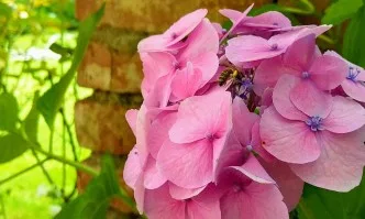 Новости в технологията на майкопроизводството в пчеларството