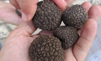 Предстои регулация на дейностите по събиране и търговия с трюфели