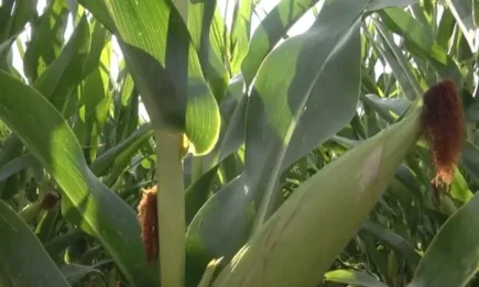 Нещо повече от добър добив