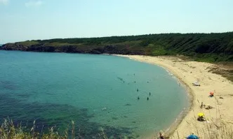 Разследват случая с изплувалите мъртви крави по черноморското ни крайбрежие