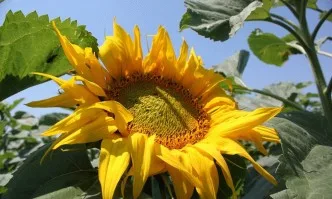 Русия с нов рекорд през 2019 година