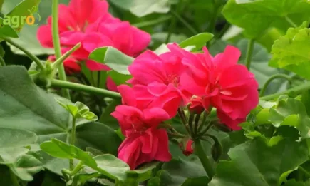 Мушкатото – как да цъфти повече